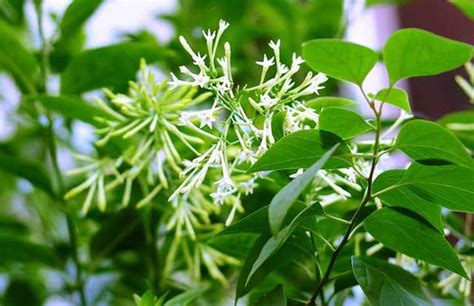 夜來香花期|夜來香什麼時候開花